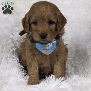 Beau, Mini Goldendoodle Puppy